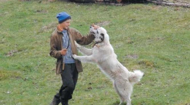 caniterapia cancerului