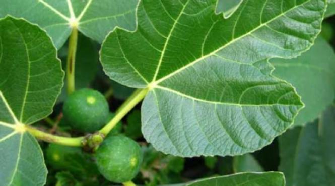 tusea tace cu infuzie de smochine