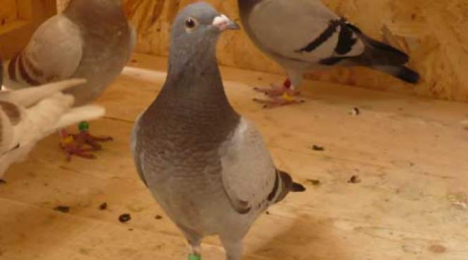 alegerea porumbeilor de matca