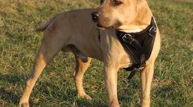 cainii bomba noua amenintare terorista din partea al qaeda