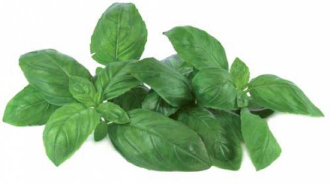 infuzia de busuioc buna in convalescenta