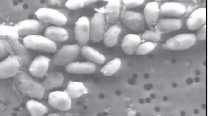 nasa a descoperit o bacterie care traieste in arsenic