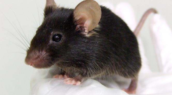 cumpara i iubitei tale de craciun un soarece ciripitor