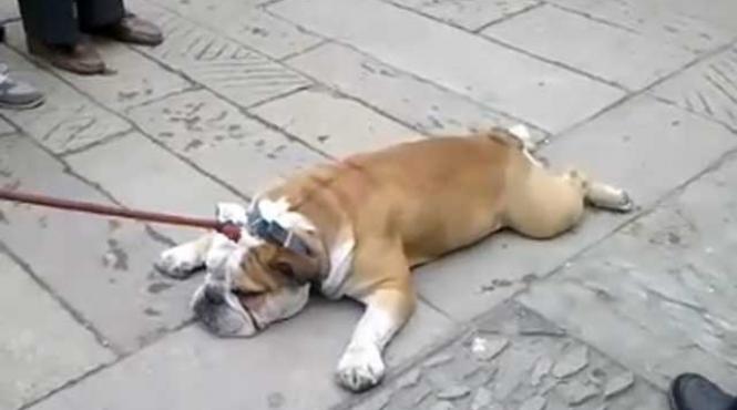 cel mai incapatanat catel din lume