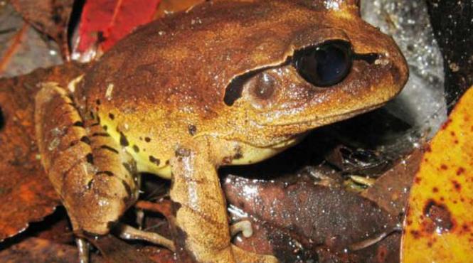 ele comunica si prin miros