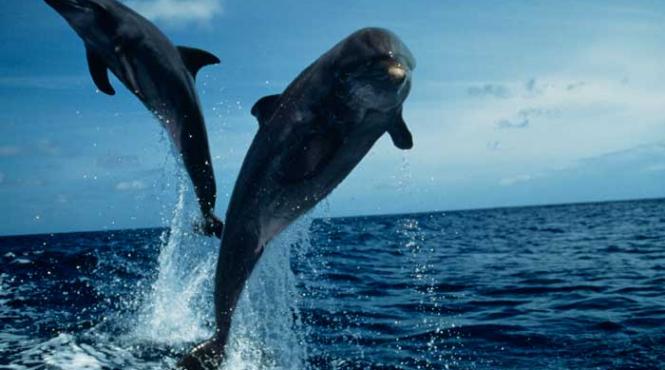 delfinii cei mai buni mimi din lumea necuvantatoarelor