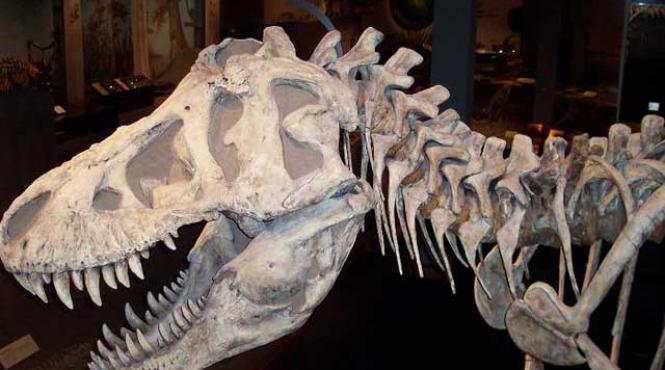 linhenykus dinozaurul cu un singur deget