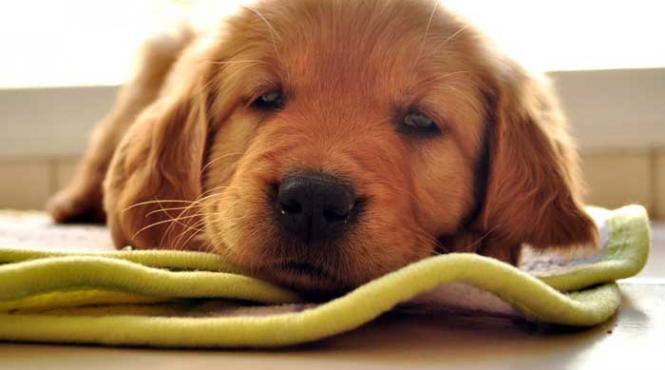 prietenii omului vaneaza si plosnite