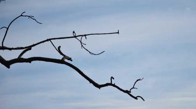 ba un crac ba o craca