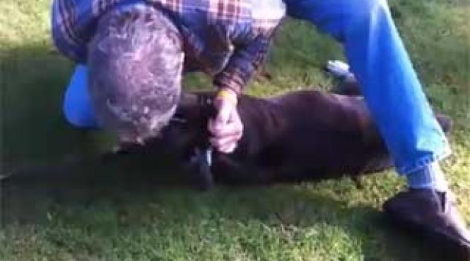 caine resuscitat prin respiratie gura la gura de un dresor video