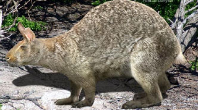 stramosul urias al iepurelui avea urechi scurte