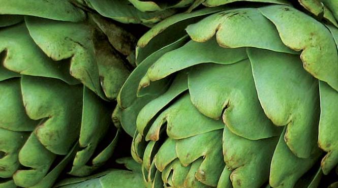cynara scolymus