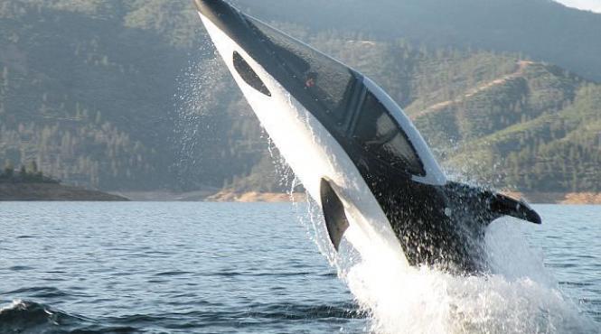 video seabreacher x submarinul agil ca un delfin
