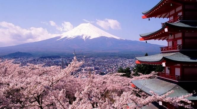 floarea de cires metafora japoniei care merge mai departe