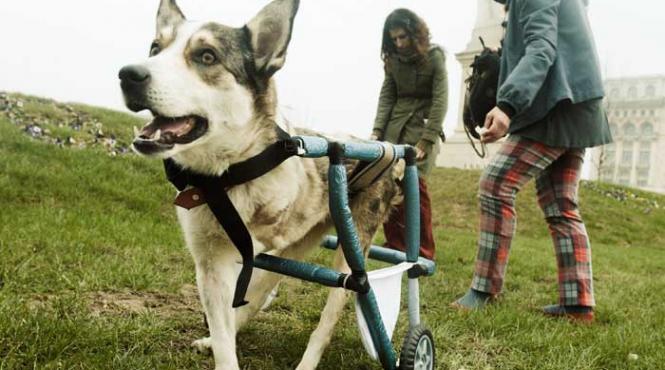 pdl are nevoie de caini morti ca sa faca bani