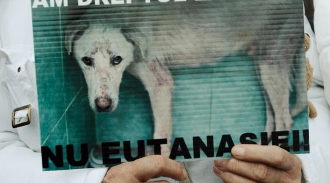 eutanasierea cainilor o afacere