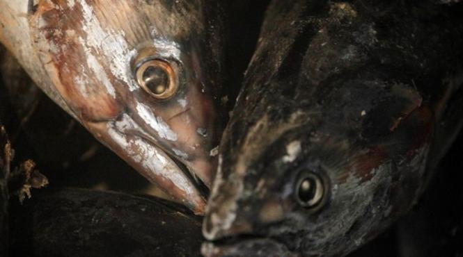 expertii avertizeaza accidentul nuclear de la fukushima poate provoca mutatii genetice