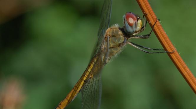 libelula transoceanica