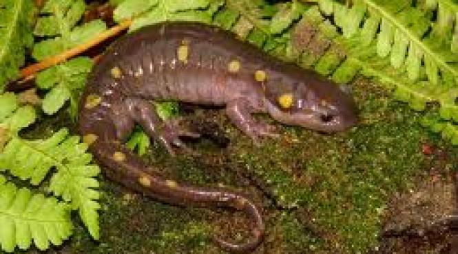 salamandra garnisita cu alge verzi