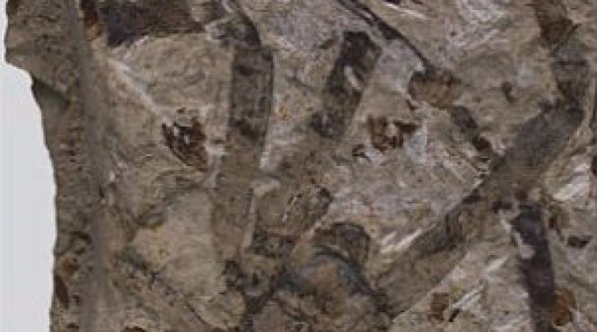 paianjen conservat perfect timp de 165 de milioane de ani