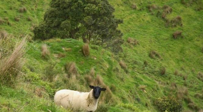 biosecuritatea stat in stat in noua zeelanda