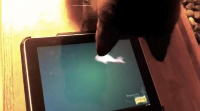 ipad pentru feline de casa sau cum sa te joci cu pisica hi tech video