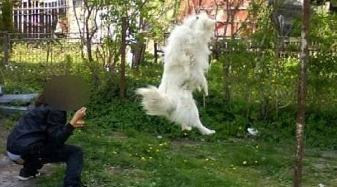 si a spanzurat cainele si a postat fotografiile pe facebook