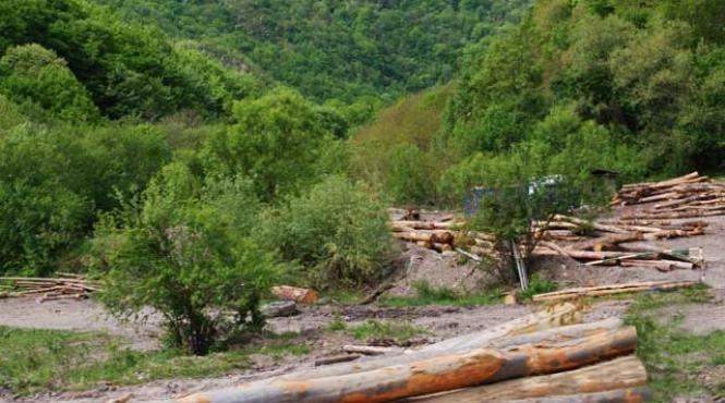 mafia lemnului si a mai pus un deputat