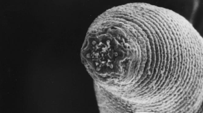 viermii iadului paznicii minelor de aur din africa de sud