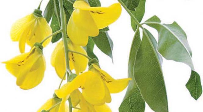 sedative din flori de salcam