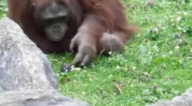 un urangutan mangaie un pui de porumbel salvat dintre pietre video