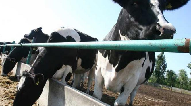 chinezii au inventat vaca cu lapte uman