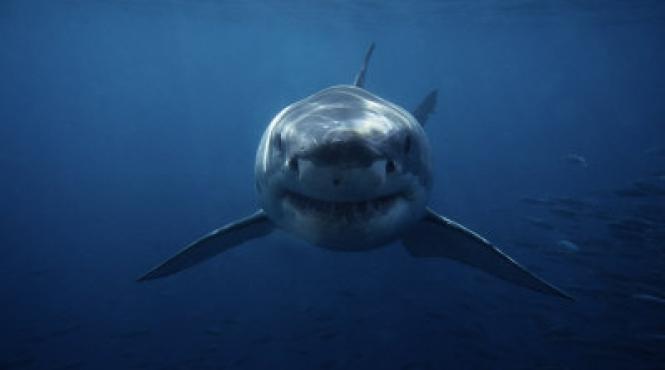 hraneste un rechin alb ca pe un caine vezi dovada ca aceste animale pot fi prietenoase