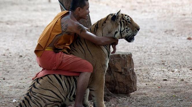 calaretul de tigri un calugar budist se urca pe spatele unei tigroaice