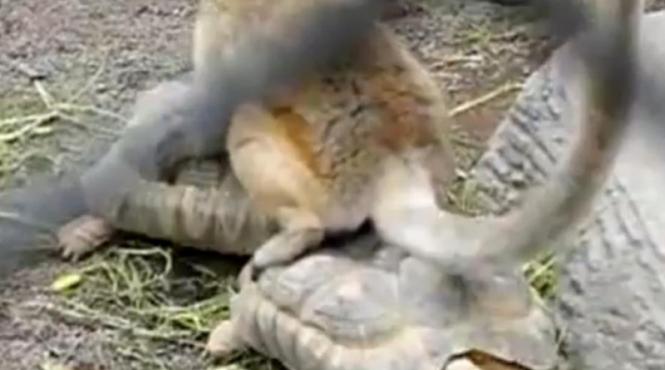 un lemur inventiv a transformat doua broaste testoase in tren video