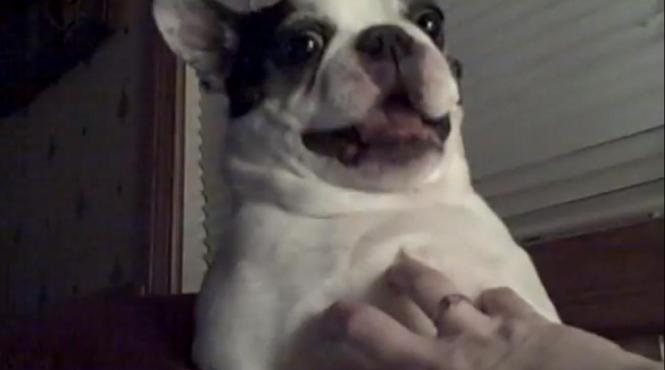 acestui caine chiar ii place sa fie gadilat vezi ce reactie amuzanta are