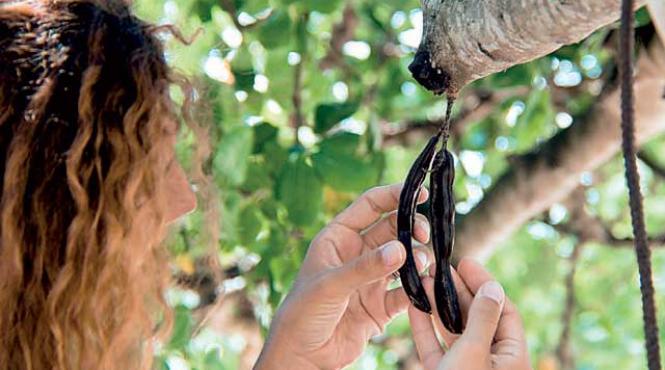 roscovele combat bacteria e coli