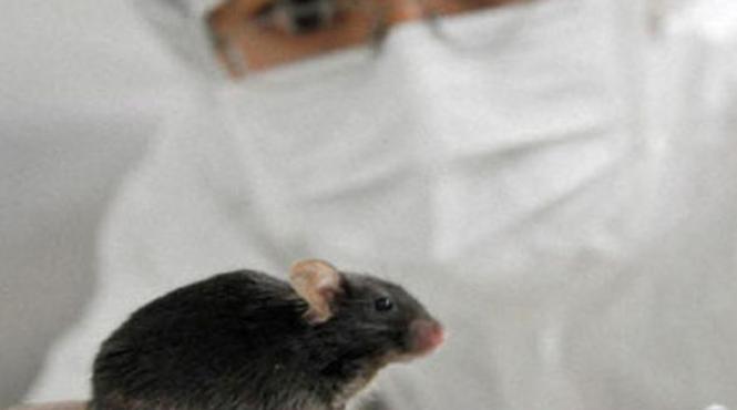 japonezii au creat soareci care ciripesc