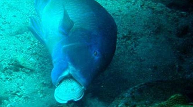 pestii stiu sa foloseasca unelte vezi cum