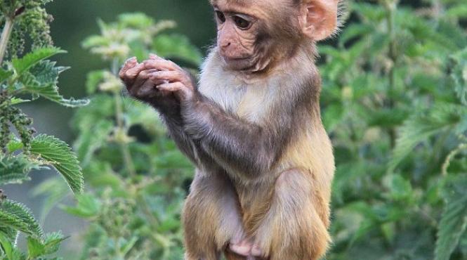 un macac curios descopera urzicile vezi ce reactie surprinzatoare are