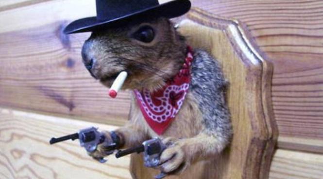 impaierea animalelor poate avea rezultate surprinzatoare vezi cele mai comice capodopere