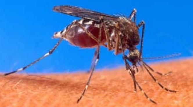 mirosul de sosete ajuta la lupta impotriva malariei