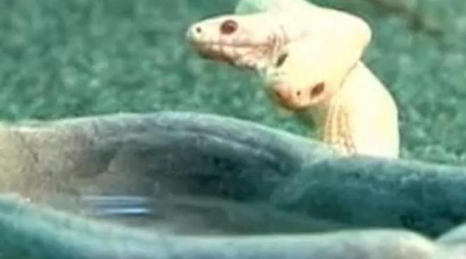 un sarpe cu doua capete face senzatie la o gradina zoologica din ucraina video