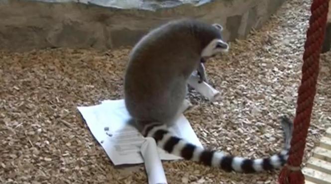 vezi cum au tratat lemurienii de la zoo bucuresti subiectele de la bac video