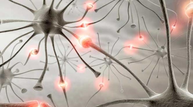 neuronii obositi stiu sa faca pauze scurte