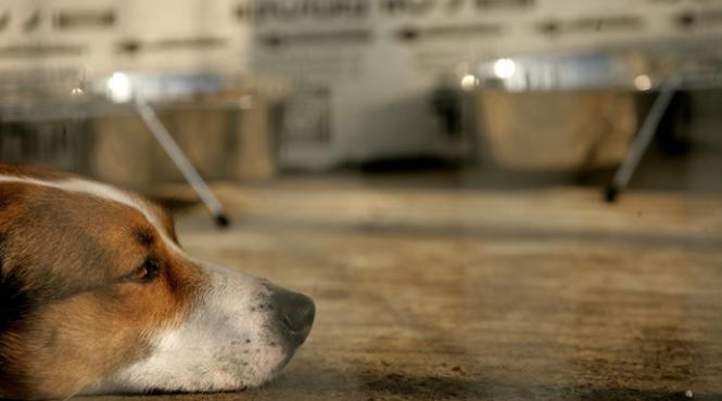 cedo condamna romania pentru cainii vagabonzi din bucuresti