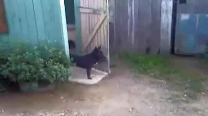 pe aici nu se trece vezi cum un caine face o excelenta munca de portar video