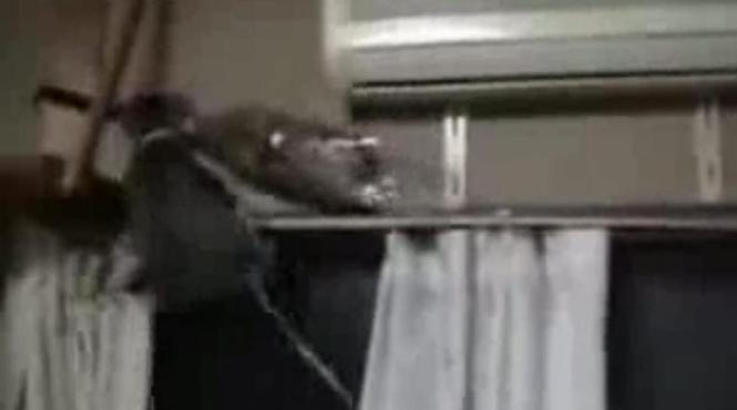 cand o pisica isi propune o pisica face vezi cat de incapatanata poate fi o mata video