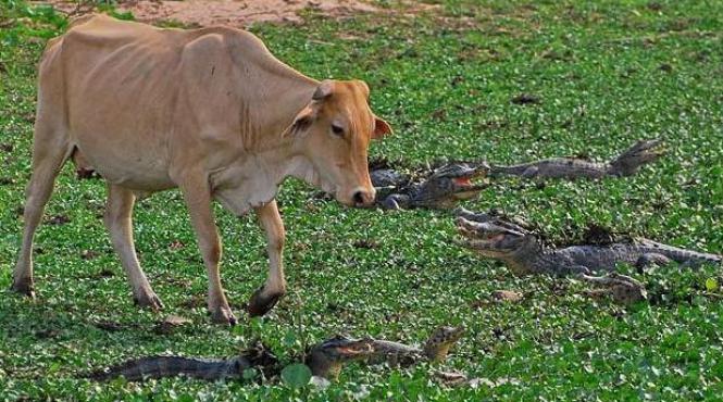 unde te duci vito vezi fotografia zilei