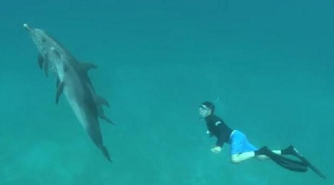 secretul din adancuri in trei ani oamenii si delfinii vor putea sa stea de vorba